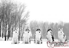 狗的冬天易生病