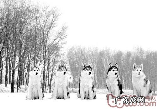 狗的冬天易生病