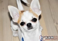 金毛犬咳嗽怎么办