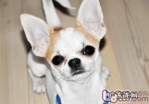 金毛犬咳嗽怎么办