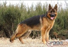 德国牧羊犬的最好交配時间