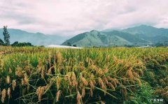 杂交水稻最新成果 第三代杂交水稻创纪录