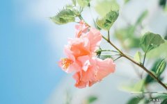 拼多多为什么这么便宜？会是假货吗？