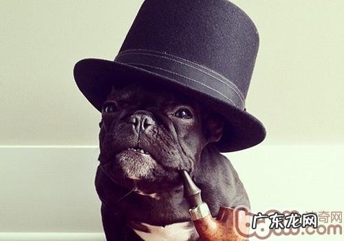 小狗异食癖是什么原因