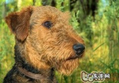 小狗大便大便不成型的缘故