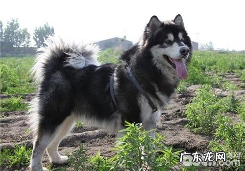 如何预防犬佝偻病症状