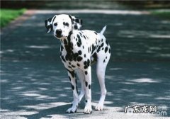 犬甲状腺囊肿功能较为亢奋的治疗方法