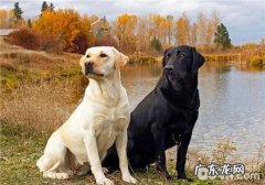 小狗患佝偻症的病症