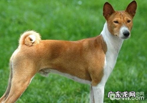 为何狗狗吃洋葱会中毒了