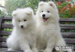 犬患佝偻症的发病原因