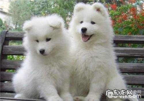 犬患佝偻症的发病原因