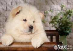 如何预防小狗得结石