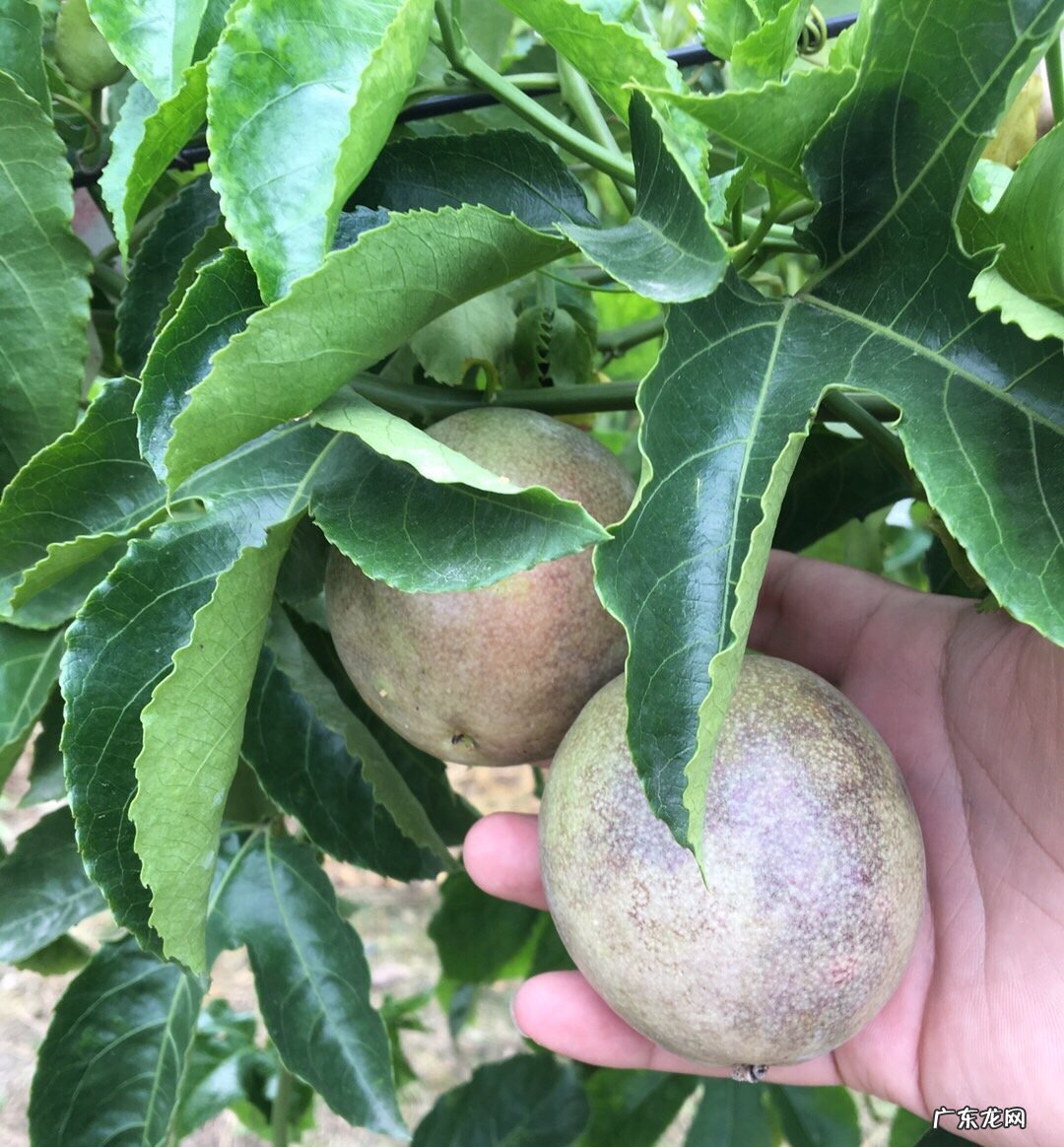 热带水果名称大全集 亚热带水果有哪些