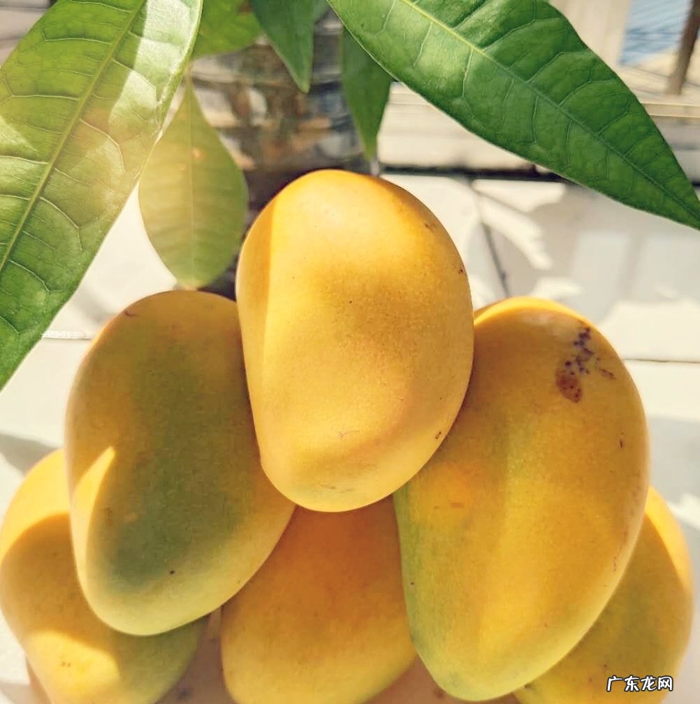 热带水果名称大全集 亚热带水果有哪些