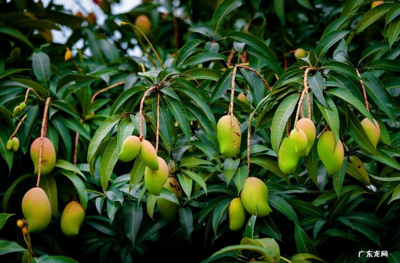 热带水果名称大全集 亚热带水果有哪些