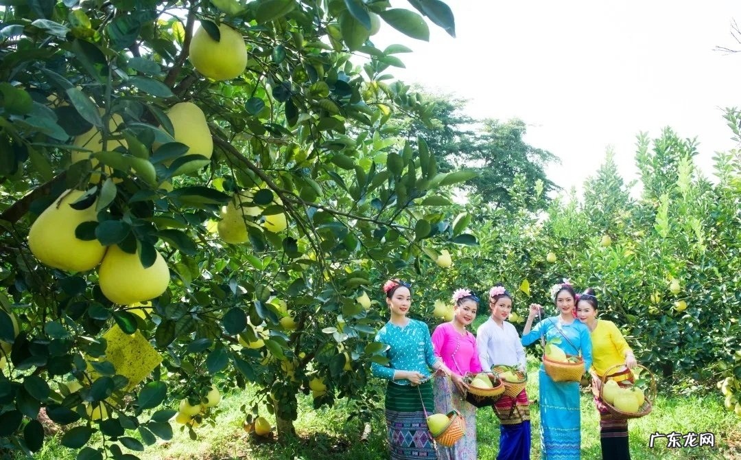 热带水果名称大全集 亚热带水果有哪些