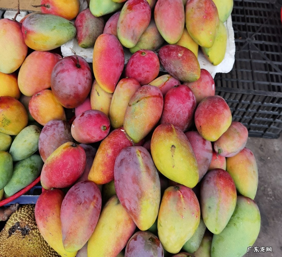 热带水果名称大全集 亚热带水果有哪些