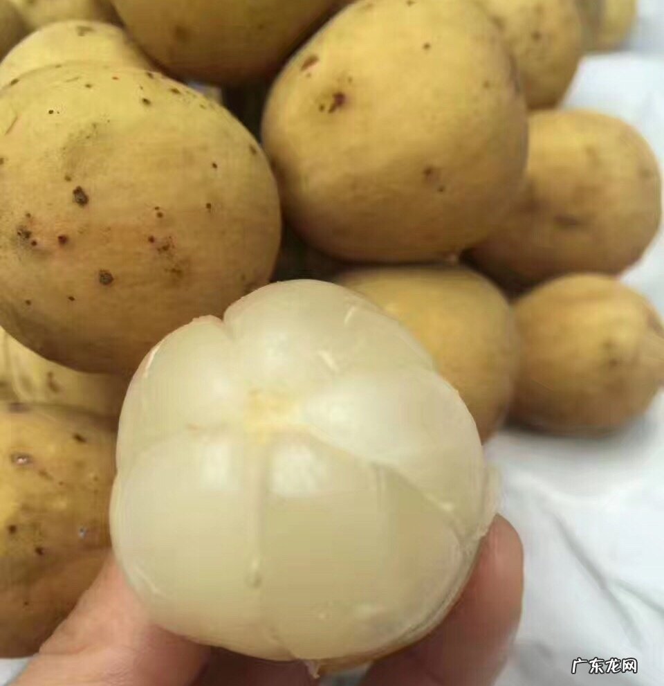 热带水果名称大全集 亚热带水果有哪些