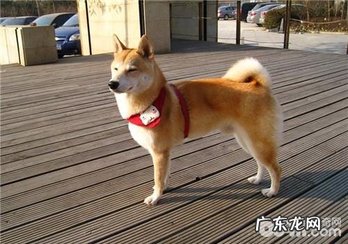 犬冠状病毒的防范措施