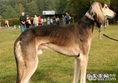 小狗得结石的缘故