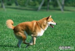 狗狗发烧的根本原因