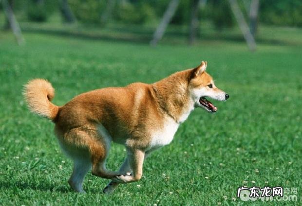 狗狗发烧的根本原因