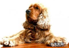 犬乳腺肿瘤的病史详细介绍