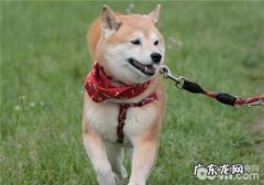 狗狗发烧的心理治疗方式