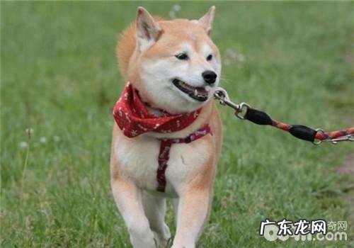 狗狗发烧的心理治疗方式