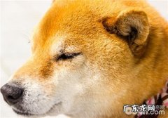 狗狗发烧时的常见问题