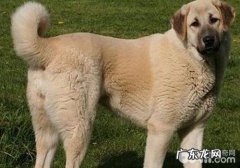 犬乳腺肿瘤的详细介绍