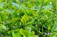 2021淘宝春茶节怎么报名？时间是多久？
