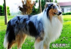 狗狗感冒的医治标准