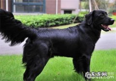 狗狗发烧的病症及判断