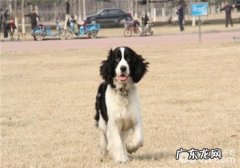 狗狗感冒的防范措施