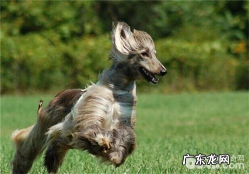 阿富汗猎犬外耳炎的病症