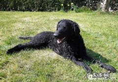 小狗再生性贫血症状及医治