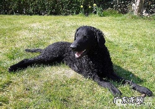 小狗再生性贫血症状及医治