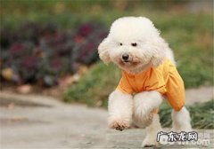 狗狗感冒的一般病症