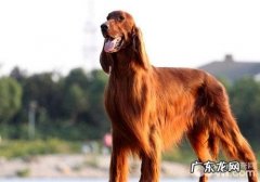 小狗渗出性贫血症状及医治