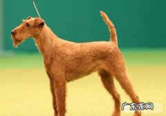 造成小狗贫血的原因