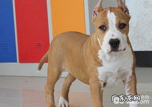 犬冬季感冒与传染性疾病的差别