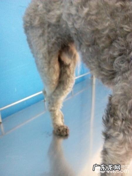 小狗里侧髌骨脱位的病症及医治