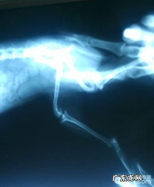 小狗里侧髌骨脱位的病症及医治