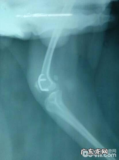 小狗里侧髌骨脱位的病症及医治