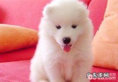 小狗食欲不振、反胃是怎么回事