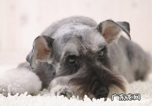 雪纳瑞腹泻该怎么办