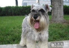 身体裂头蚴对雪纳瑞的身心健康有什么危害