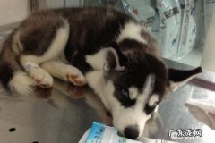 安宫牛黄丸在犬瘟病案医治中的运用