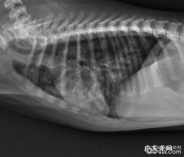 安宫牛黄丸在犬瘟病案医治中的运用